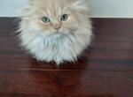 Female Scottish fold - Scottish Fold Cat For Sale - Coshocton, OH, US