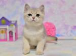 Graf - British Shorthair Cat For Sale - Brooklyn, NY, US