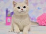 Gucci - British Shorthair Cat For Sale - Brooklyn, NY, US