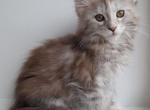 Evelyn - Maine Coon Cat For Sale - Brooklyn, NY, US