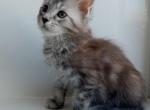 Elmo - Maine Coon Cat For Sale - Brooklyn, NY, US