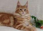 Marshall - Maine Coon Cat For Sale - Brooklyn, NY, US