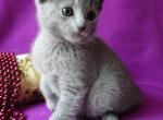 Blue girl - Russian Blue Cat For Sale - 
