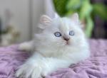 Forward - British Shorthair Cat For Sale - Brooklyn, NY, US