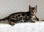 Jin - Bengal Cat For Sale - Brooklyn, NY, US