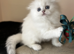 Feya - Scottish Fold Cat For Sale - MD, US