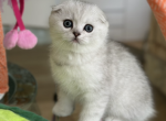 Francis - Scottish Fold Cat For Sale - MD, US