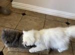 Jasmine - Persian Cat For Sale - Fort Worth, TX, US