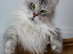 Holy - Maine Coon Cat For Sale - Bridgewater Township, NJ, US