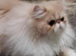 Posh Persian Pistol Pete - Persian Cat For Sale - Evans, CO, US