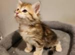 Milo - Siberian Cat For Sale - Chelsea, MA, US