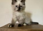 Annie - Minuet Cat For Sale - Capon Bridge, WV, US