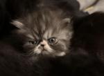 Long haired Persian kittens - Persian Cat For Sale - Norwalk, CT, US