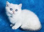 Korra - British Shorthair Cat For Sale - Sunnyvale, CA, US