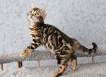 Simon - Bengal Cat For Sale - Norwalk, CT, US