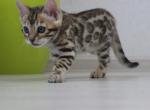 Barbi - Bengal Cat For Sale - Norwalk, CT, US