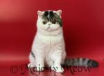 Fedya - Exotic Cat For Sale - 