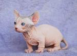 Trisha - Sphynx Cat For Sale - Norwalk, CT, US