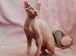 Macarena - Sphynx Cat For Sale - Norwalk, CT, US