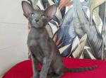 Jolly - Oriental Cat For Sale - Norwalk, CT, US