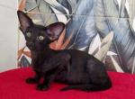 Jasmine - Oriental Cat For Sale - Norwalk, CT, US