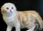 Julien - Scottish Fold Cat For Sale - Hollywood, FL, US