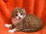 Sunny Boy - Scottish Fold Cat For Sale - Hollywood, FL, US