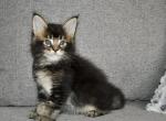 Sonny - Maine Coon Cat For Sale - Hollywood, FL, US