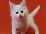 Valter - Maine Coon Cat For Sale - Hollywood, FL, US