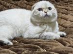 Xandra 1 - Scottish Fold Cat For Sale - NY, US