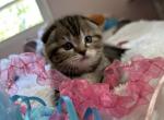 Brooklyn - Scottish Fold Cat For Sale - Abingdon, MD, US