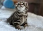 Gram - Scottish Fold Cat For Sale - Abingdon, MD, US