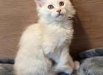 Gabriel - Maine Coon Cat For Sale - Staten Island, NY, US