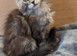 Giorgio - Maine Coon Cat For Sale - Staten Island, NY, US