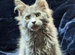 Nike - Maine Coon Cat For Sale - Norwalk, CT, US