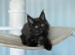 Brittany - Maine Coon Cat For Sale - Norwalk, CT, US