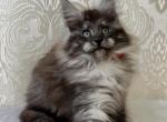 Darina - Maine Coon Cat For Sale - Norwalk, CT, US