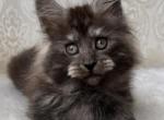 Diana - Maine Coon Cat For Sale - Norwalk, CT, US