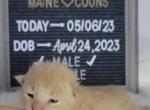 Mario - Maine Coon Cat For Sale - Braham, MN, US