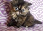 CFA Persian Torti - Persian Cat For Sale - Greenwood, SC, US