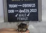 Leonard - Maine Coon Cat For Sale - Braham, MN, US