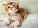 Weston - British Shorthair Cat For Sale - New York, NY, US