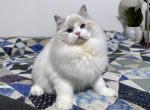 Morrison - Ragdoll Cat For Sale - Tuscaloosa, AL, US