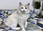 Lily - Ragdoll Cat For Sale - Tuscaloosa, AL, US