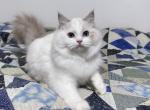 Leela - Ragdoll Cat For Sale - Tuscaloosa, AL, US