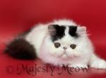 Moka - Persian Cat For Sale - Yucca Valley, CA, US