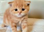 Cherry - Scottish Fold Cat For Sale - New York, NY, US