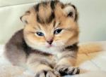 Chestnut - British Shorthair Kitten For Sale - New York, NY, US