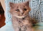 Koala - Scottish Straight Cat For Sale - New York, NY, US