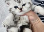 British kittens - British Shorthair Cat For Sale - Nicholasville, KY, US